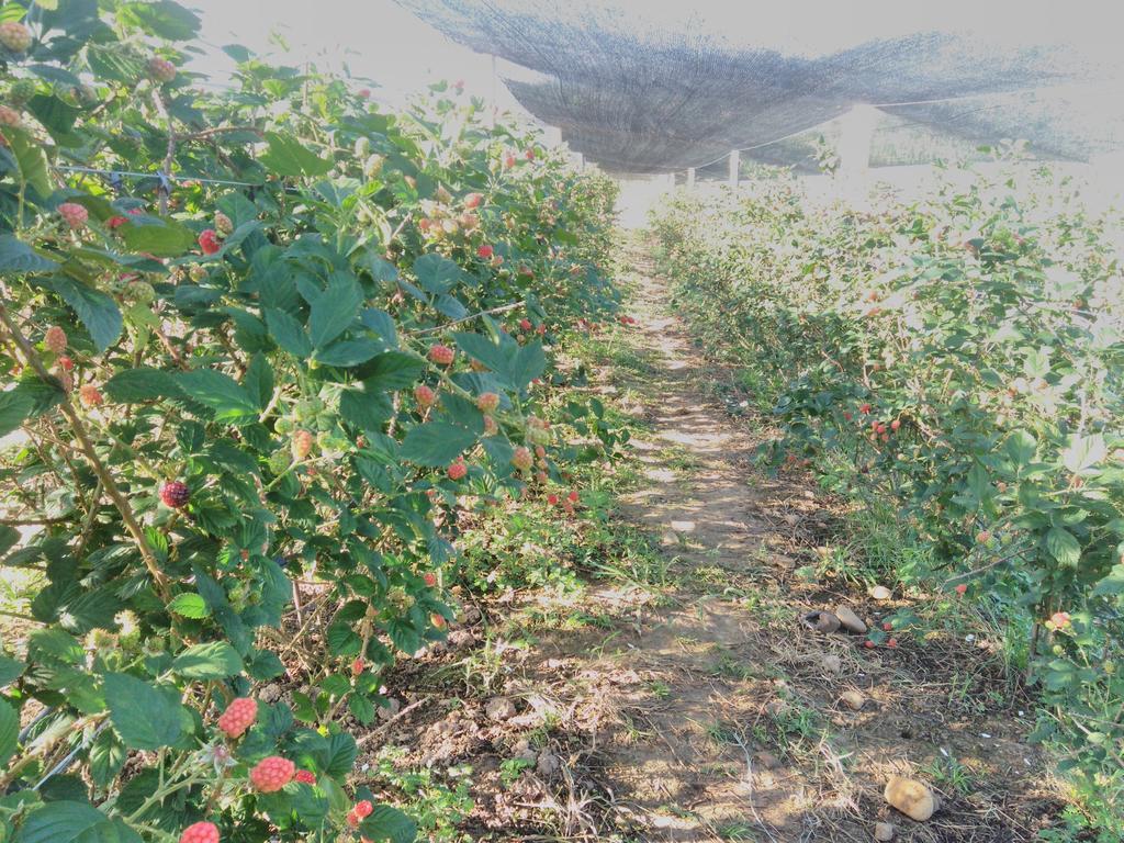 Pousada Rural Ouro Verde Eldorado Ngoại thất bức ảnh