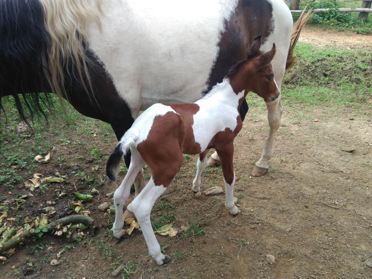 Pousada Rural Ouro Verde Eldorado Ngoại thất bức ảnh